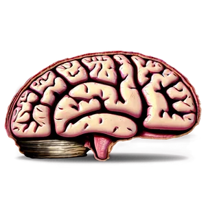 Brain Cross Section Png 19 PNG image