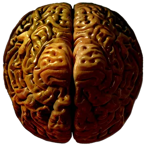 Brain Cross Section Png 3 PNG image