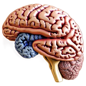 Brain Cross Section Png Mwo PNG image