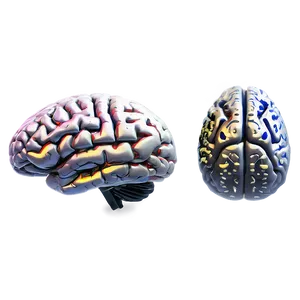 Brain Development Stages PNG 50