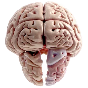 Brain Development Stages Png 67 PNG image