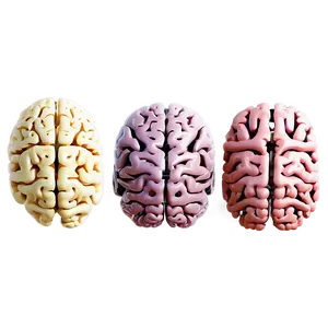 Brain Development Stages PNG Ocm71