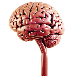 Brain Diagram Outline Png Okt38 PNG image