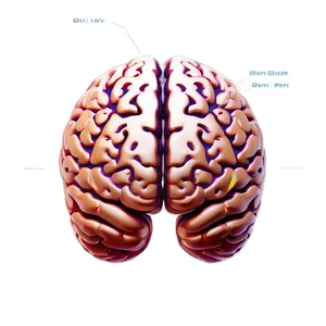 Brain Diagram Png 04292024 PNG image