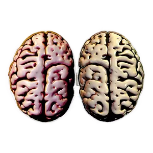 Brain Diagram Png Dss60 PNG image