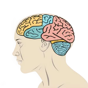 Brain Drawing Outline Png 06272024 PNG image