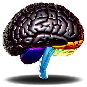 Brain Function Infographic Png Qls PNG image