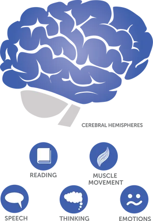 Brain_ Functions_ Illustration PNG image