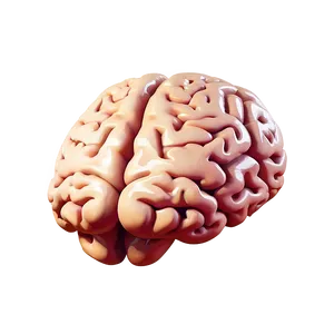 Brain Icon Flat Png 24 PNG image