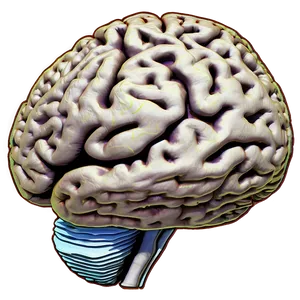 Brain Memory Connections Png Pbt PNG image