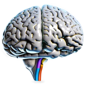 Brain Mind Map Png Vsb PNG image
