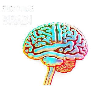 Brain Outline For Study PNG 93