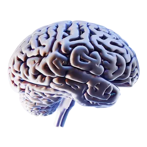 Brain Outline For Study PNG Pgh89 PNG