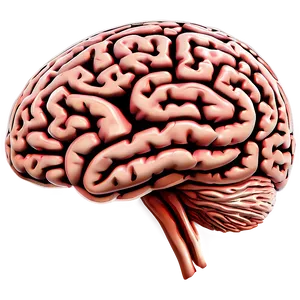 Brain Outline Vector PNG Mdu87