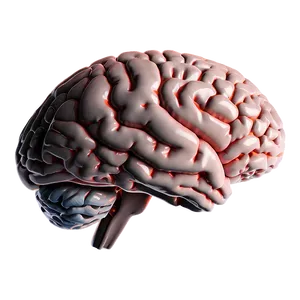 Brain Side View Png 29 PNG image