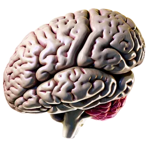 Brain Side View Png Rjs PNG image