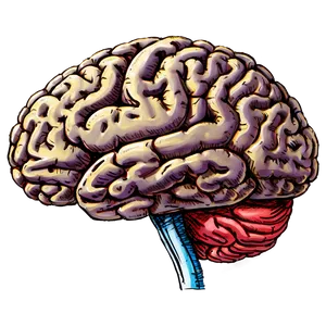 Brain Sketch Png 06272024 PNG image