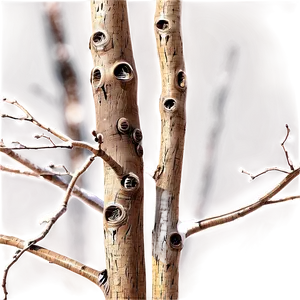 Branches Wallpaper PNG 06272024 PNG