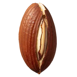 Brazil Nut Png Vth60 PNG image