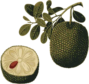 Breadfruit Branchand Cross Section Illustration PNG image