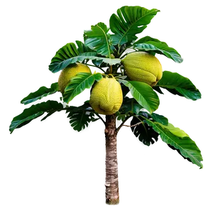 Breadfruit Tree PNG Rii PNG