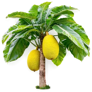 Breadfruit Tree PNG Vuv53 PNG