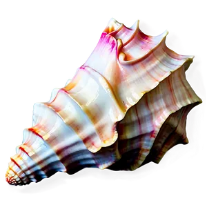 Bright Conch Shell PNG 44
