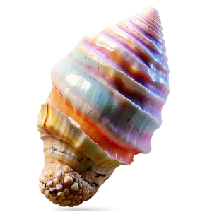 Bright Conch Shell PNG Ilj PNG