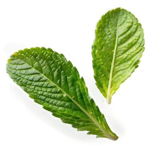 Bright Mint Leaves PNG 06262024 PNG
