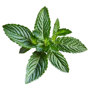Bright Mint Leaves PNG Epy53 PNG