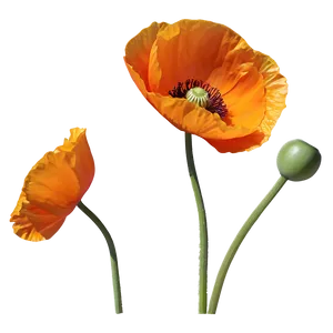 Bright Orange Poppy PNG 06122024 PNG