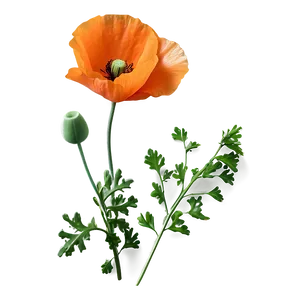 Bright Orange Poppy PNG Uyi