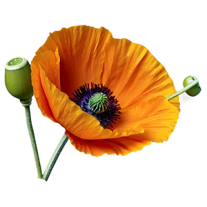 Bright Orange Poppy Png Yng9 PNG image