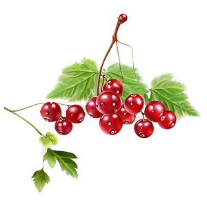 Bright Red Currant PNG 05232024