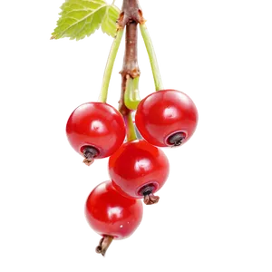 Bright Red Currant PNG 05232024