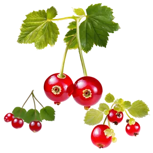 Bright Red Currant PNG 69
