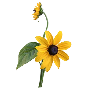 Bright Yellow Black Eyed Susan Png 06282024 PNG image