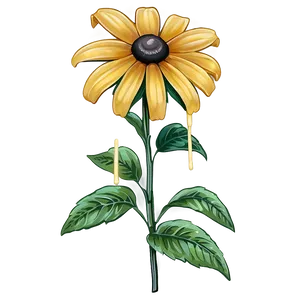 Bright Yellow Black Eyed Susan Png 18 PNG image