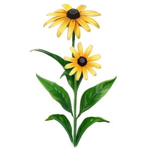 Bright Yellow Black Eyed Susan Png Erl4 PNG image