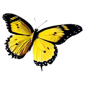 Bright Yellow Butterfly PNG 68