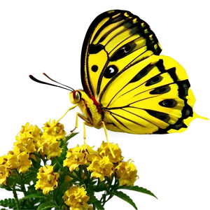 Bright Yellow Butterfly PNG Npu PNG