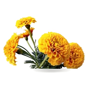 Bright Yellow Marigolds Png 06132024 PNG image