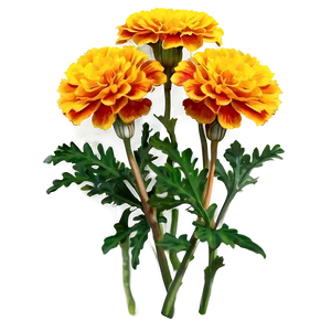 Bright Yellow Marigolds Png Foo28 PNG image