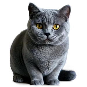 British Shorthair Cat PNG Lqd57 PNG