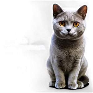 British Shorthair Cat PNG Saa18 PNG