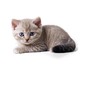 British Shorthair Kitten PNG Ofr13