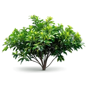 Broadleaf Bush PNG 77 PNG