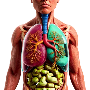 Bronchitis Impact On Lung Png 06112024 PNG image