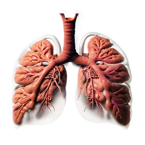 Bronchitis Impact On Lung Png 65 PNG image