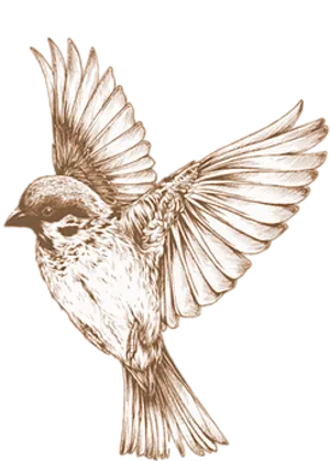 Bronze Sketch Sparrow In Flight PNG image